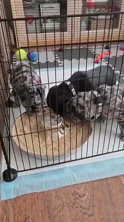 French Bulldog dogs for sale: Wembley in Wembley - Video 1