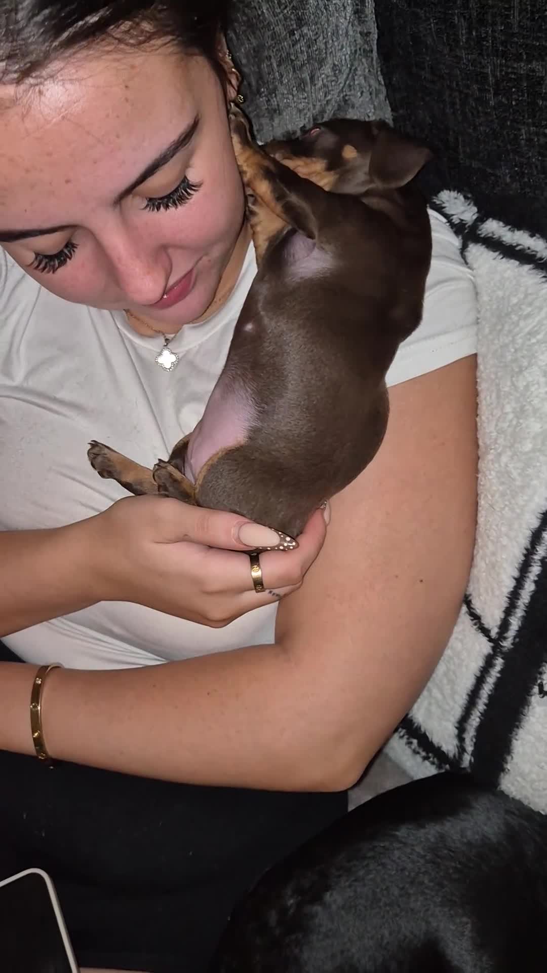 Miniature Dachshund dogs for sale: Female miniature dachshund  - Video 1