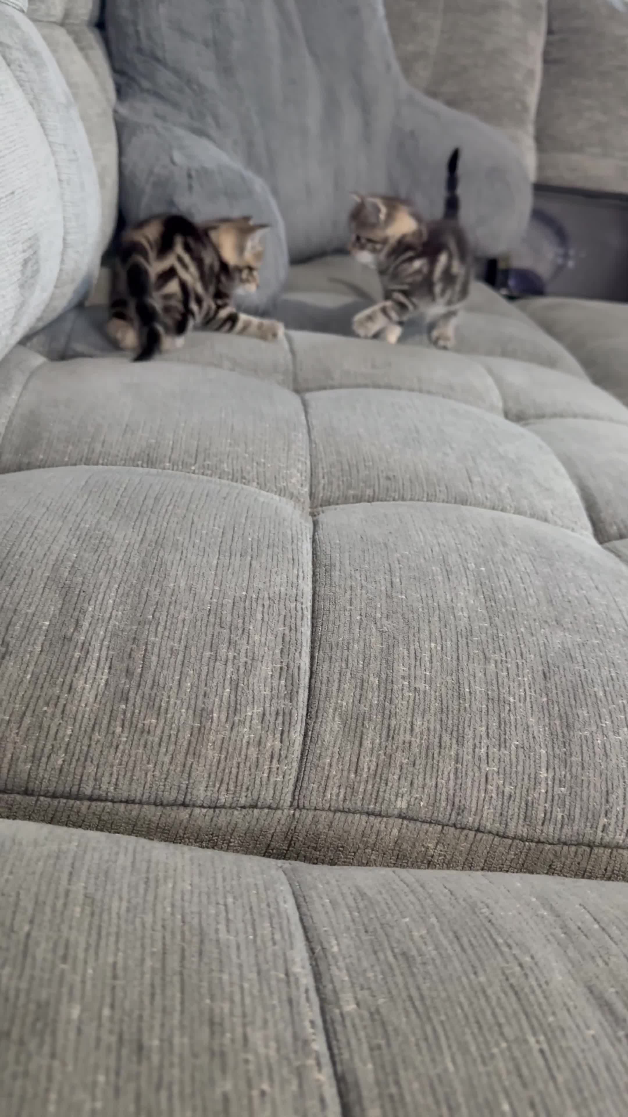 Mixed Breed cats for sale: Adorable shorthair Kittens looking for new home  - Video 1