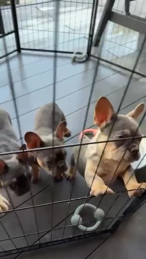 French Bulldog dogs for sale: Fluffy carrier French bulldogs - Video 1