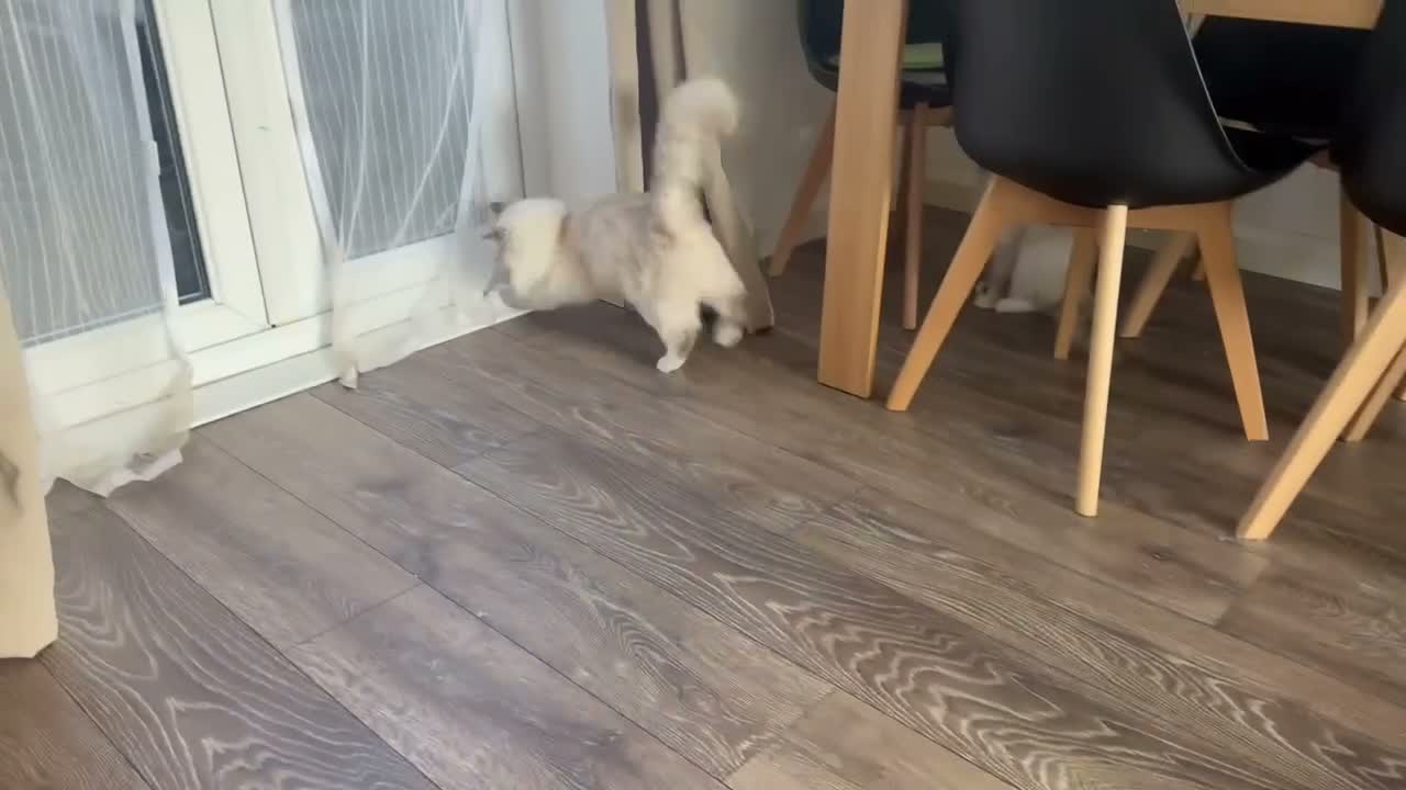 Ragdoll cats for sale: The prettiest Ragdoll is looking for a new home  - Video 2