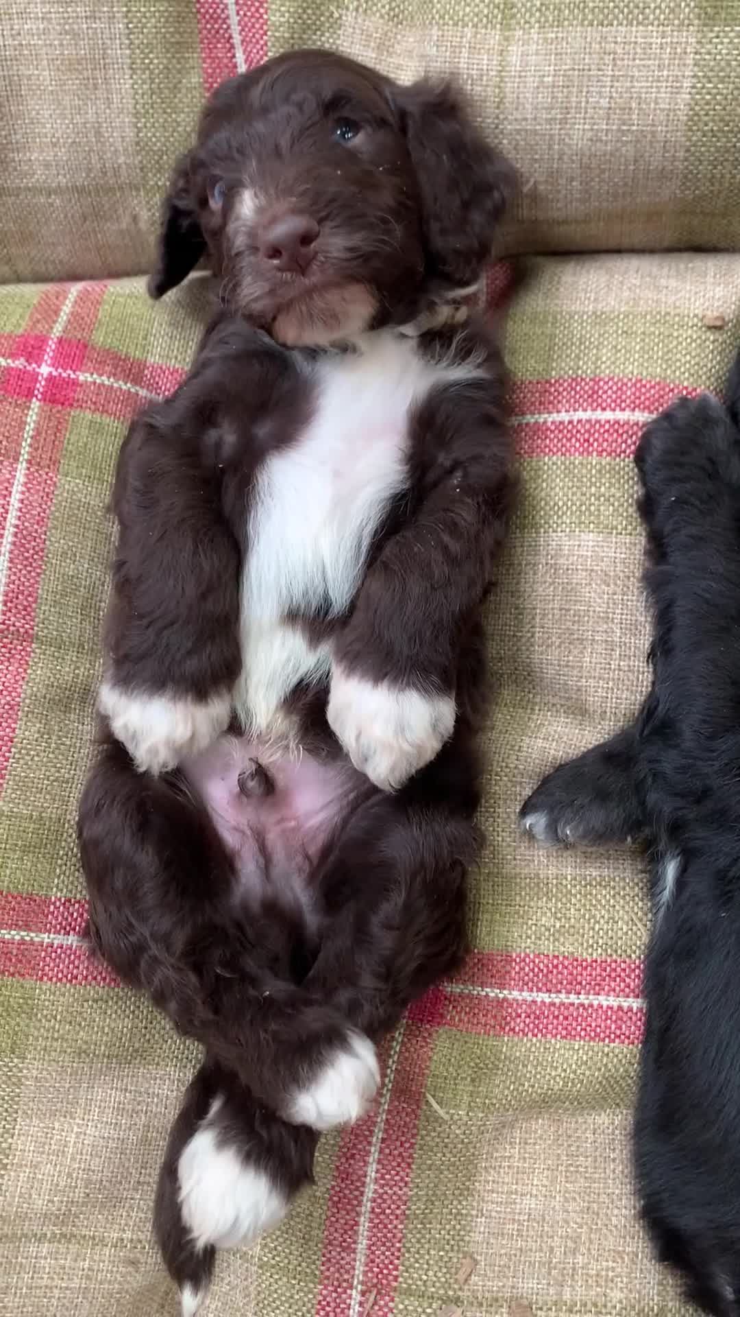 Bernedoodle dogs for sale: Midi Medium Bernedoodle Puppies  - Video 2