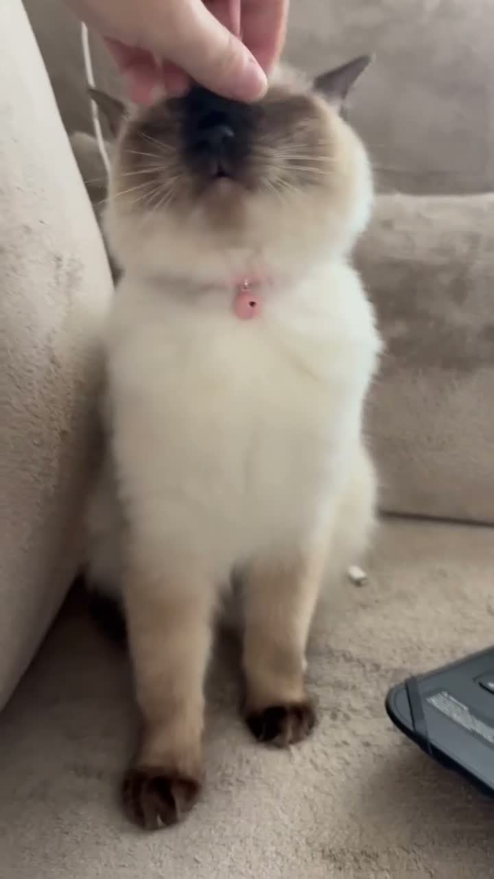 Ragdoll cats for sale: Female ragdoll  - Video 1