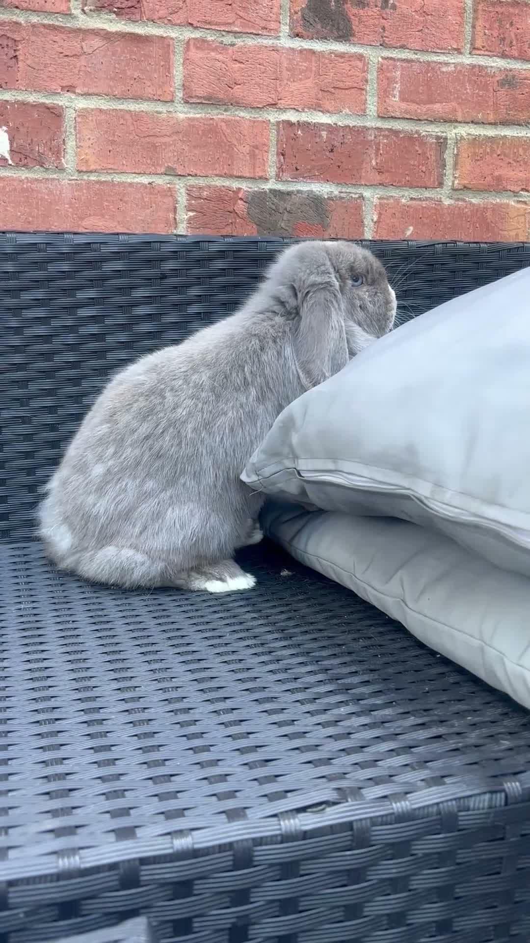 Mini Lop rabbits for sale: Lilac split Pure bred Mini lop female 1 year old  - Video 1