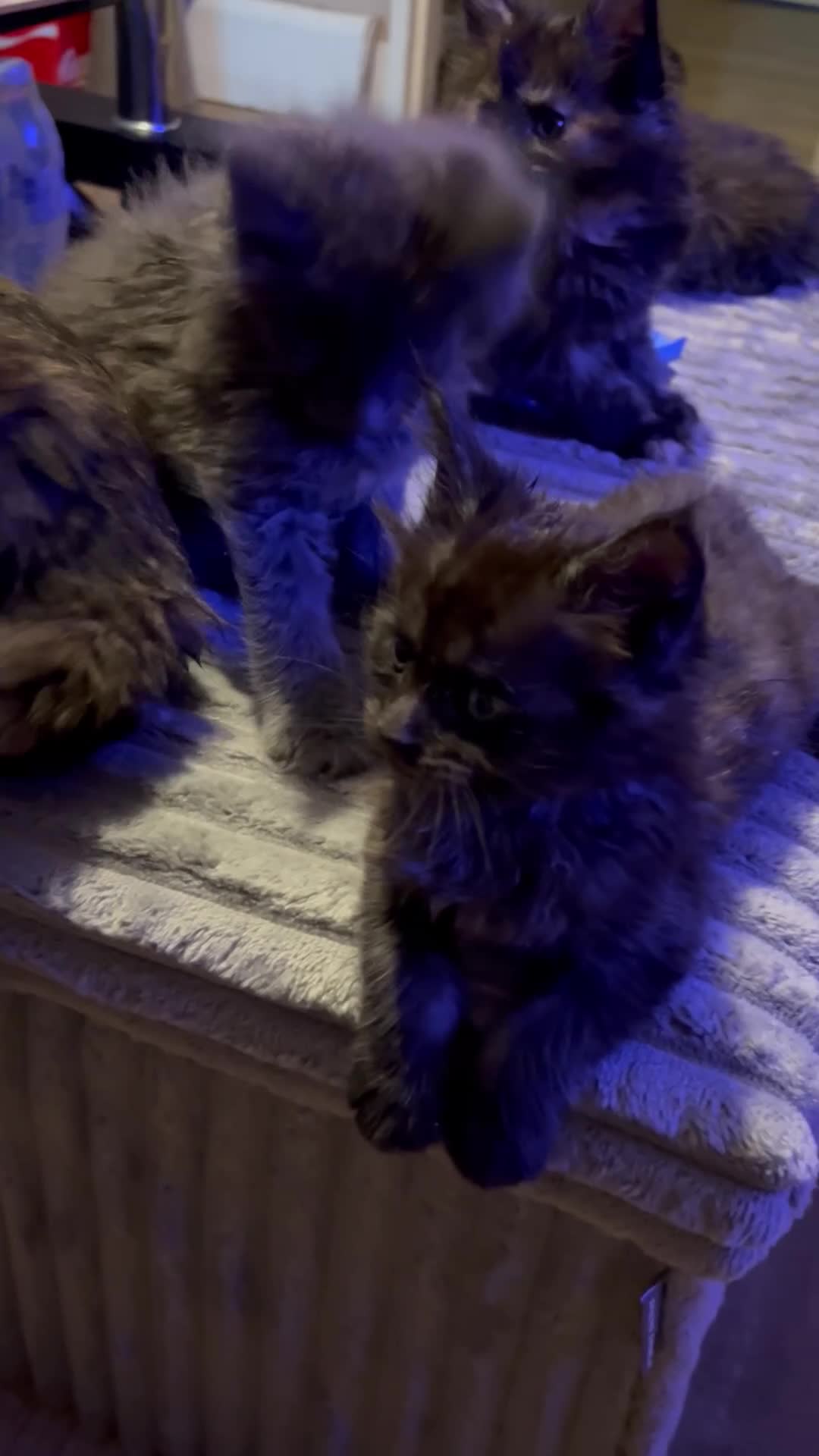 Maine Coon cats for sale: 8 Beautiful mainecoon kittens  - Video 2