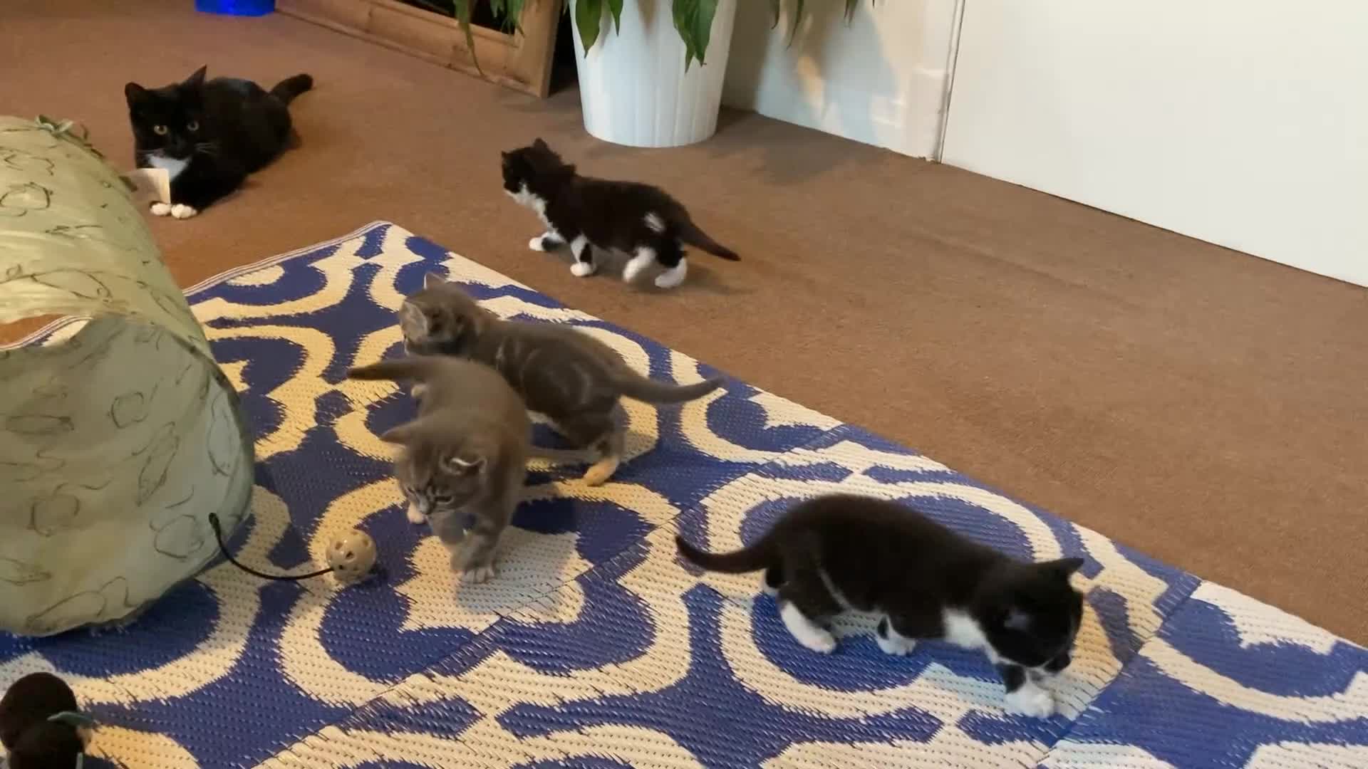 Mixed Breed cats for sale: Beautiful British Shorthair Mix Kittens - Video 2