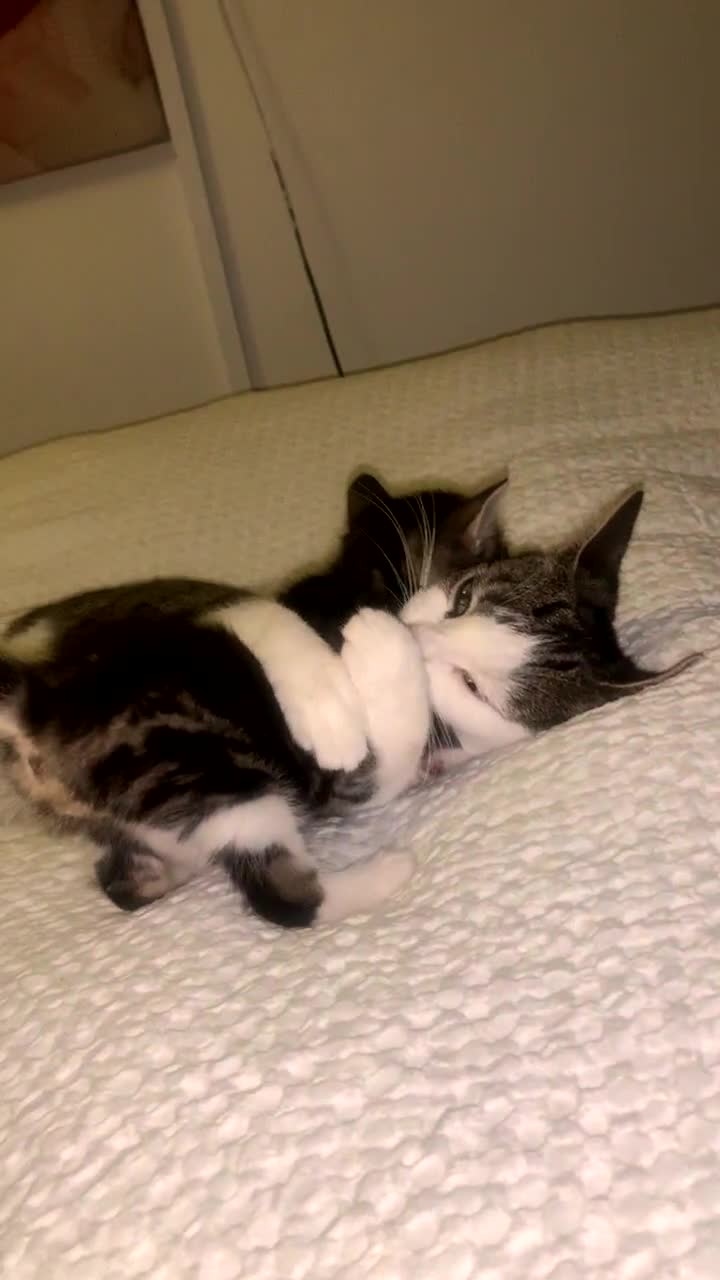 British Longhair cats for sale: 3 tabby kittens - Video 2