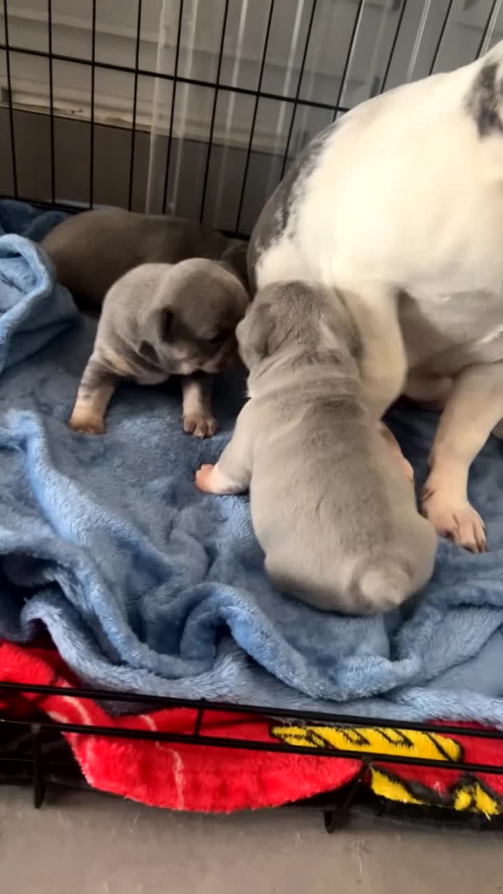 French Bulldog dogs for sale: French bulldogs - Video 1