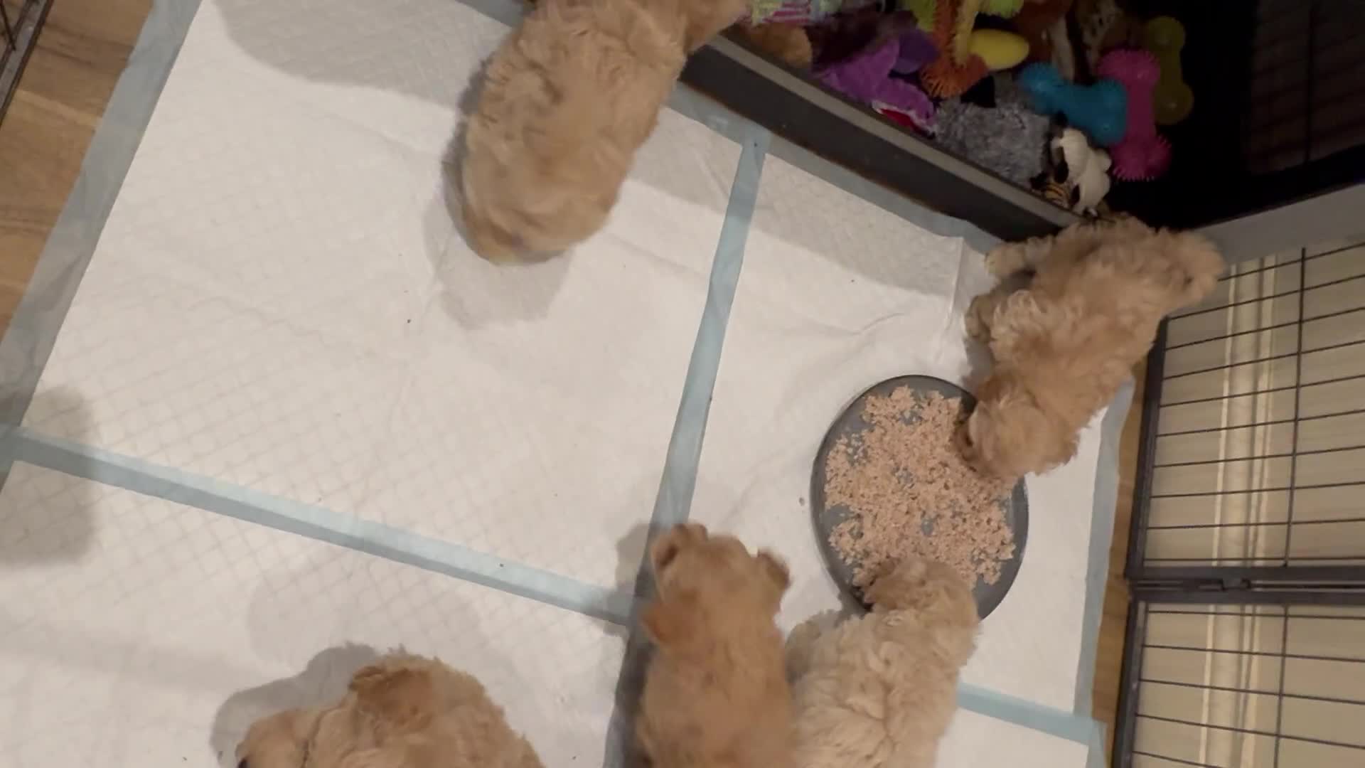 Maltipoo dogs for sale: Stunning maltipoo puppies - Video 1