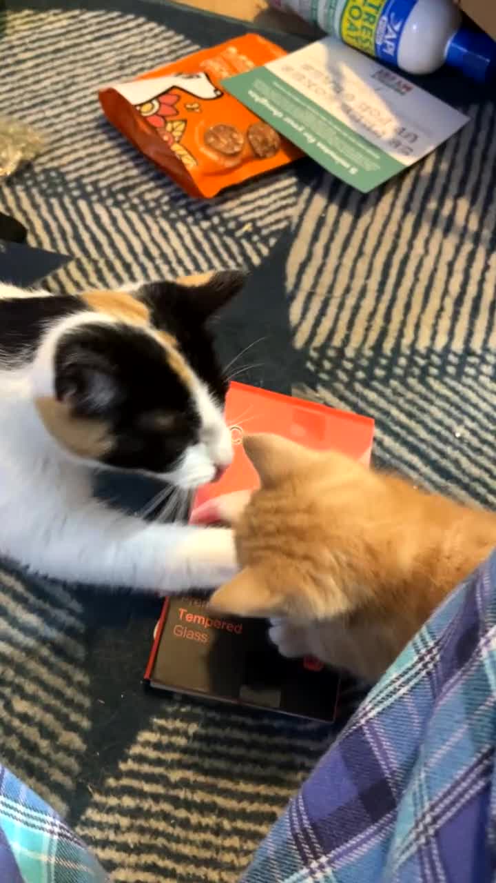 Mixed Breed cats for sale: Adorable kittens  - Video 3