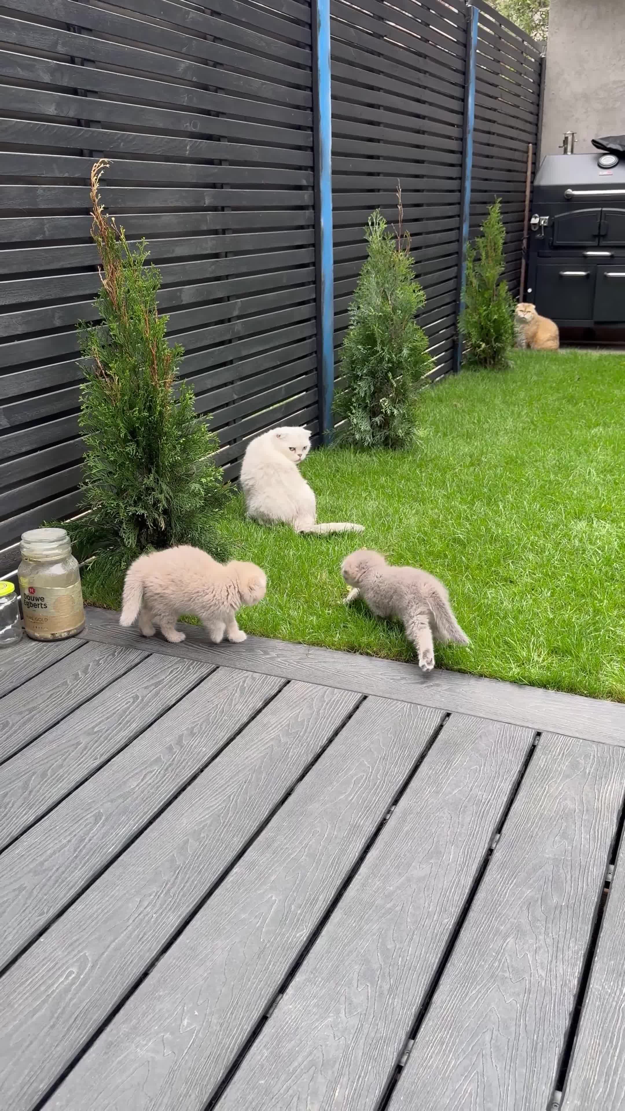 Scottish Fold cats for sale: Full pedigree Scottish fold kittens - Video 4