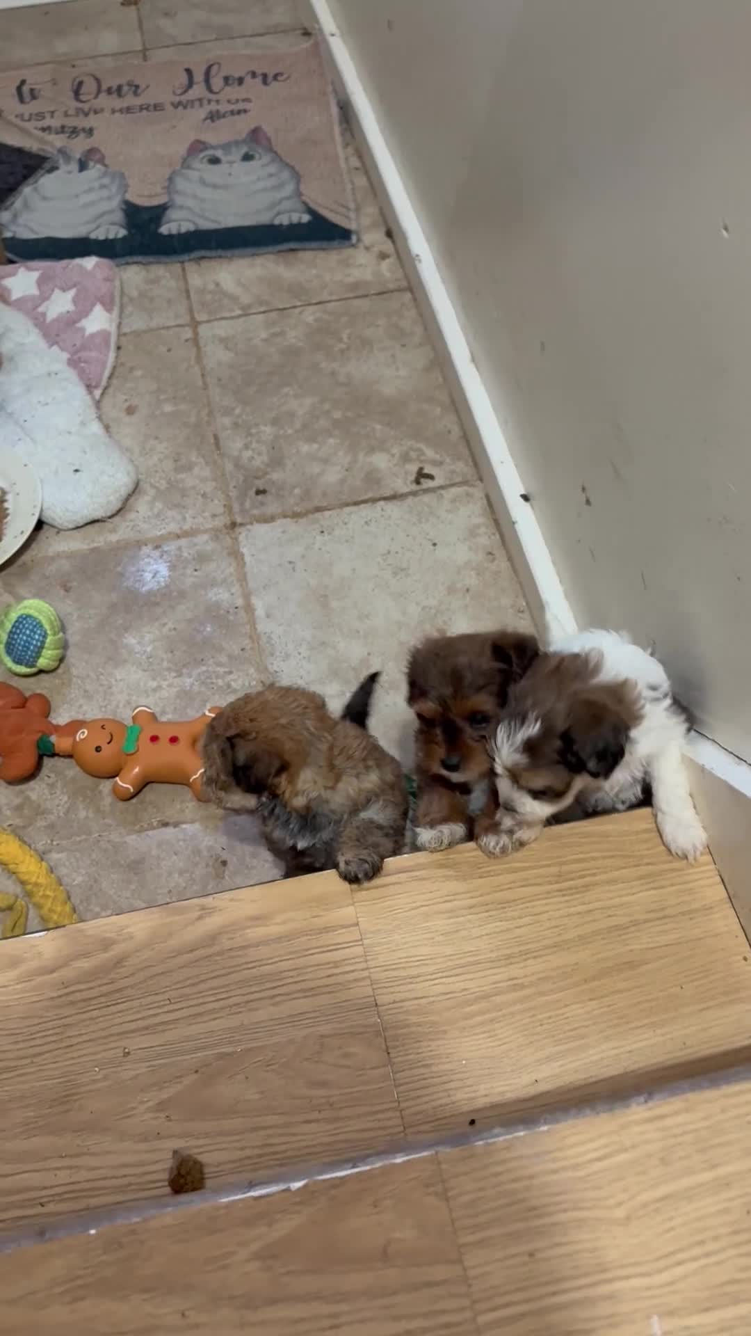 Mixed Breed dogs for sale: Yorkiepoos - Video 1