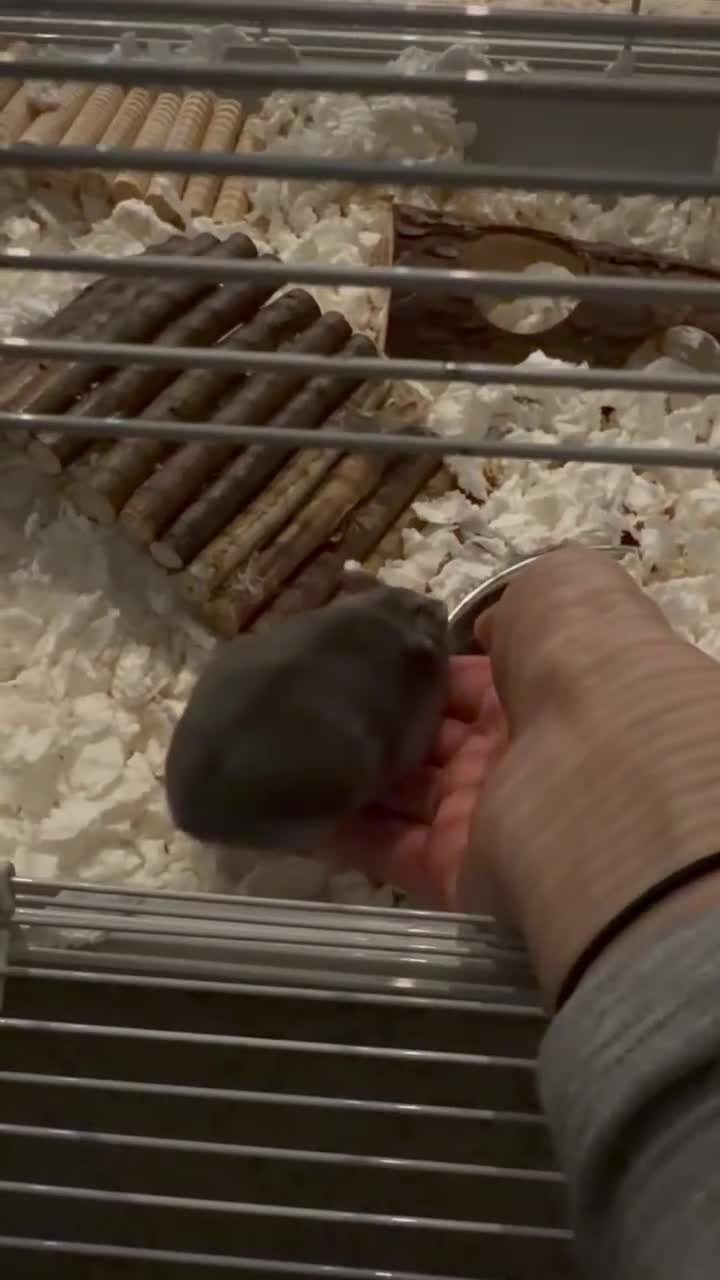 Hamster rodents for sale: Campbell hamster come with everything - Video 1