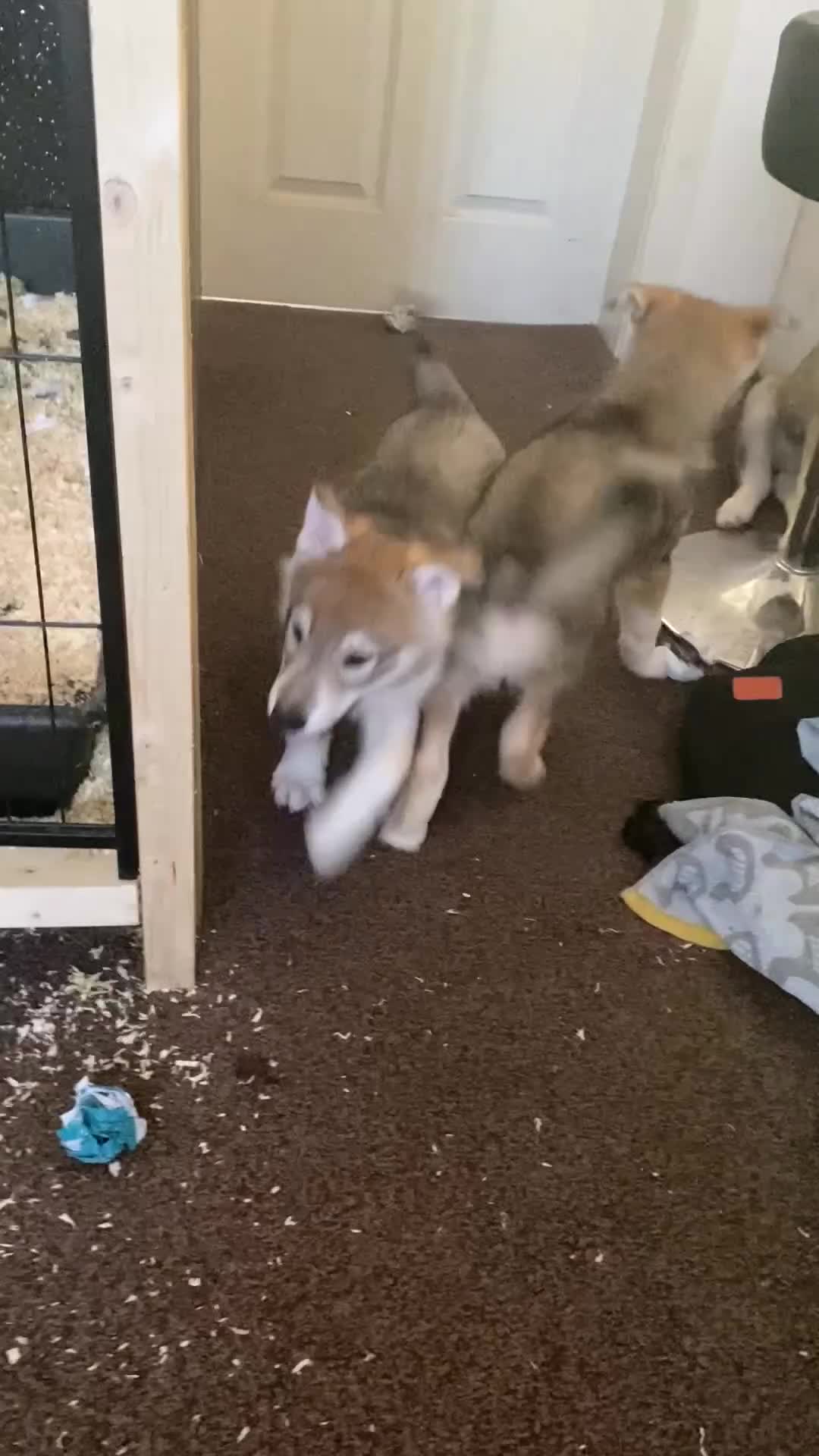 Utonagan dogs for sale: utanagan cross czech wolf dog  - Video 2