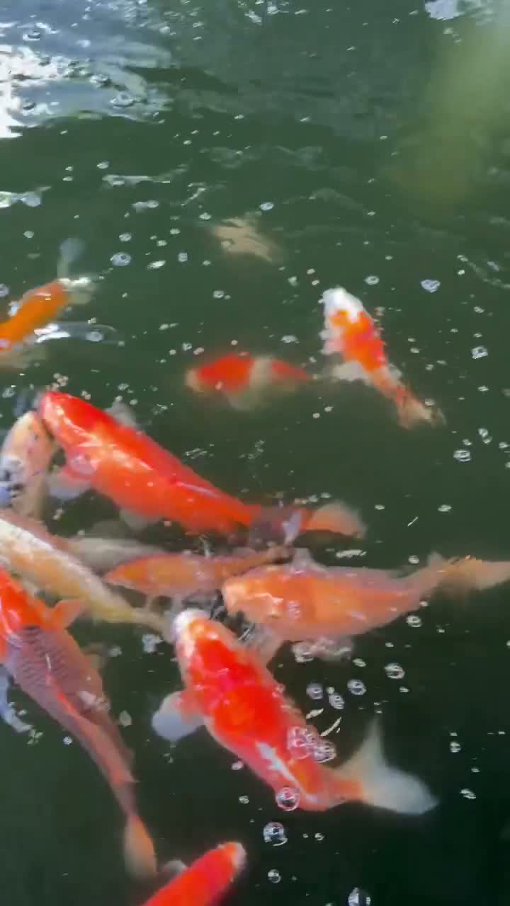 Koi Carp fish for sale: Large Koi Pond Closure in Leeds - Video 1