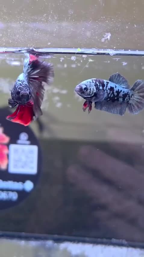 Bettas fish for sale: Bettas / tropical fish  in Altrincham - Video 4
