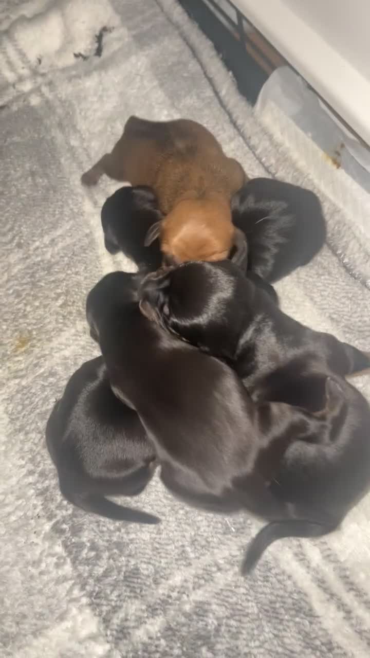 Mixed Breed dogs for sale: Dachshund pups  - Video 5