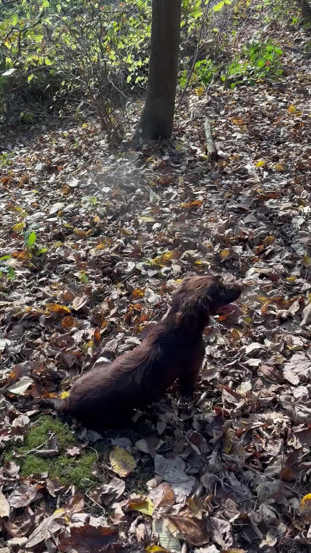 Cocker Spaniel dogs for sale: Last 2 Working Cocker Spaniel Pups - Video 3