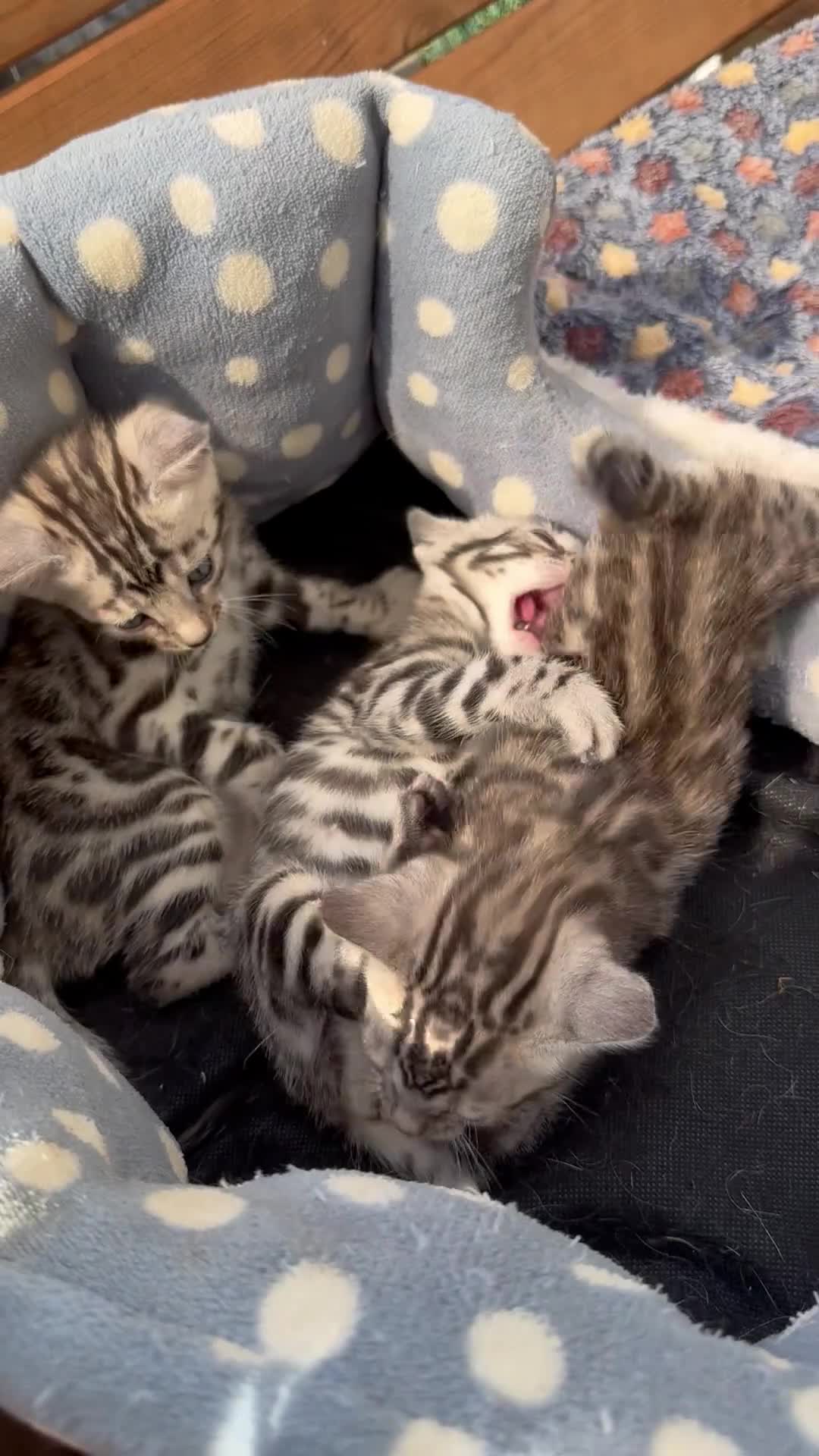 Bengal cats for sale: Stunning silver bengals. TICA reg & health tested - Video 1