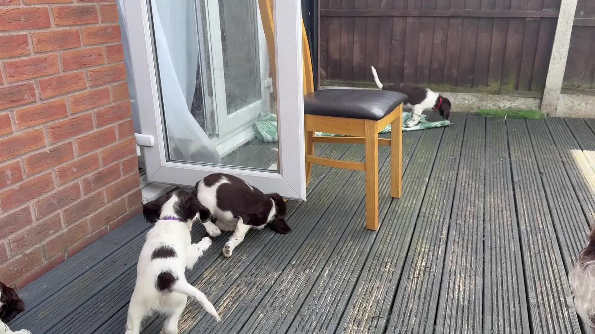 English Springer Spaniel dogs for sale: Last 3 5th Generation Liver and White ESS Puppies - Video 3