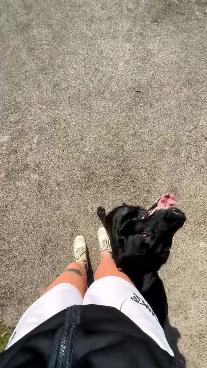 Belgian Shepherd Dog dogs for stud: Belgium Malinois  - Video 1