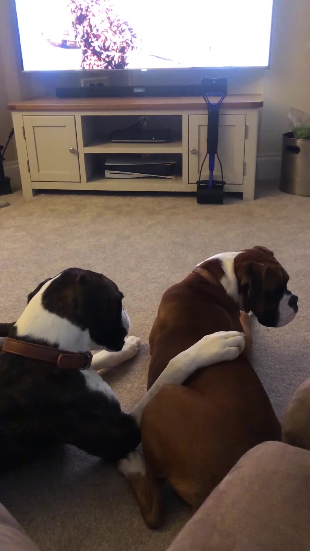 Boxer dogs for sale: Our Beautiful Boxer Dog Roxy is available - Video 3