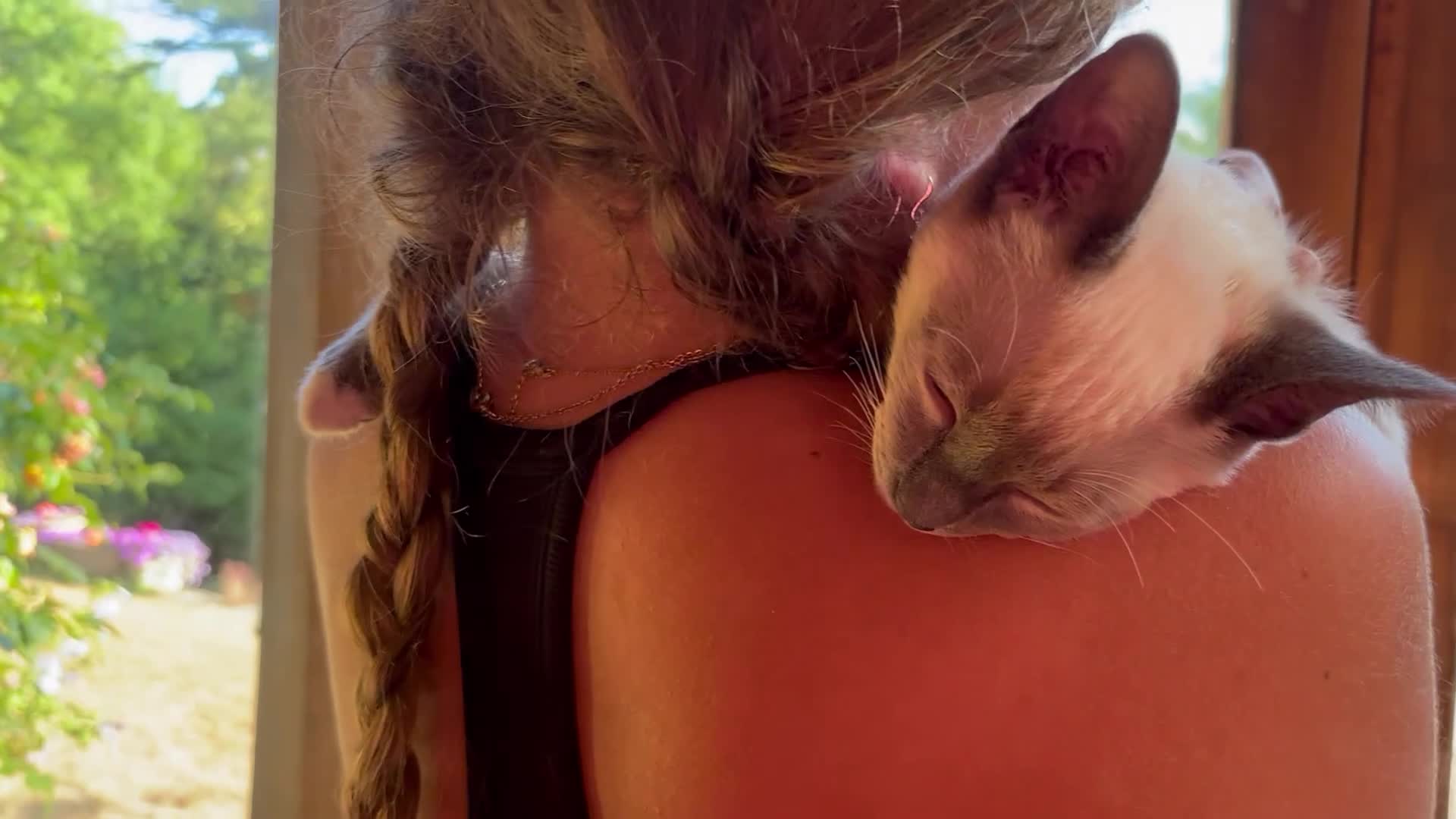 Tonkinese cats for sale: Superb Tonkdoll kittens - Video 1