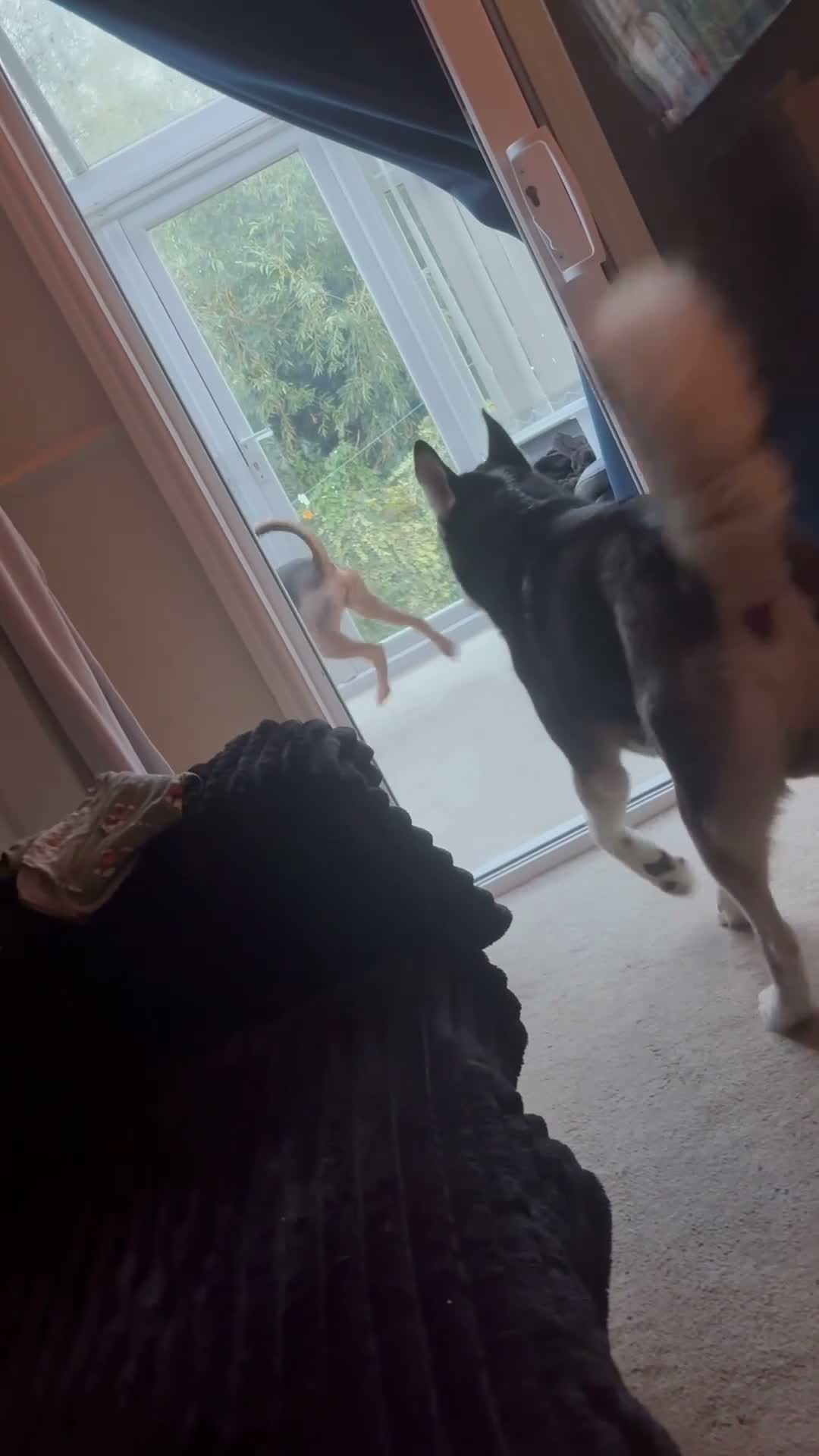Mixed Breed dogs for sale: Stanley (Mastiff X Staff) 11 months old  - Video 1