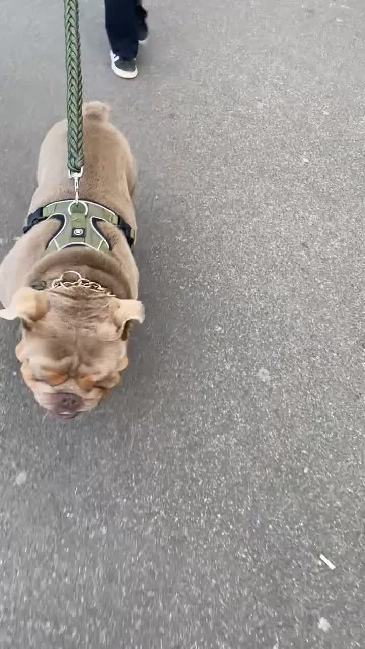English Bulldog dogs for sale: 2 year old male bulldog  in Accrington - Video 2