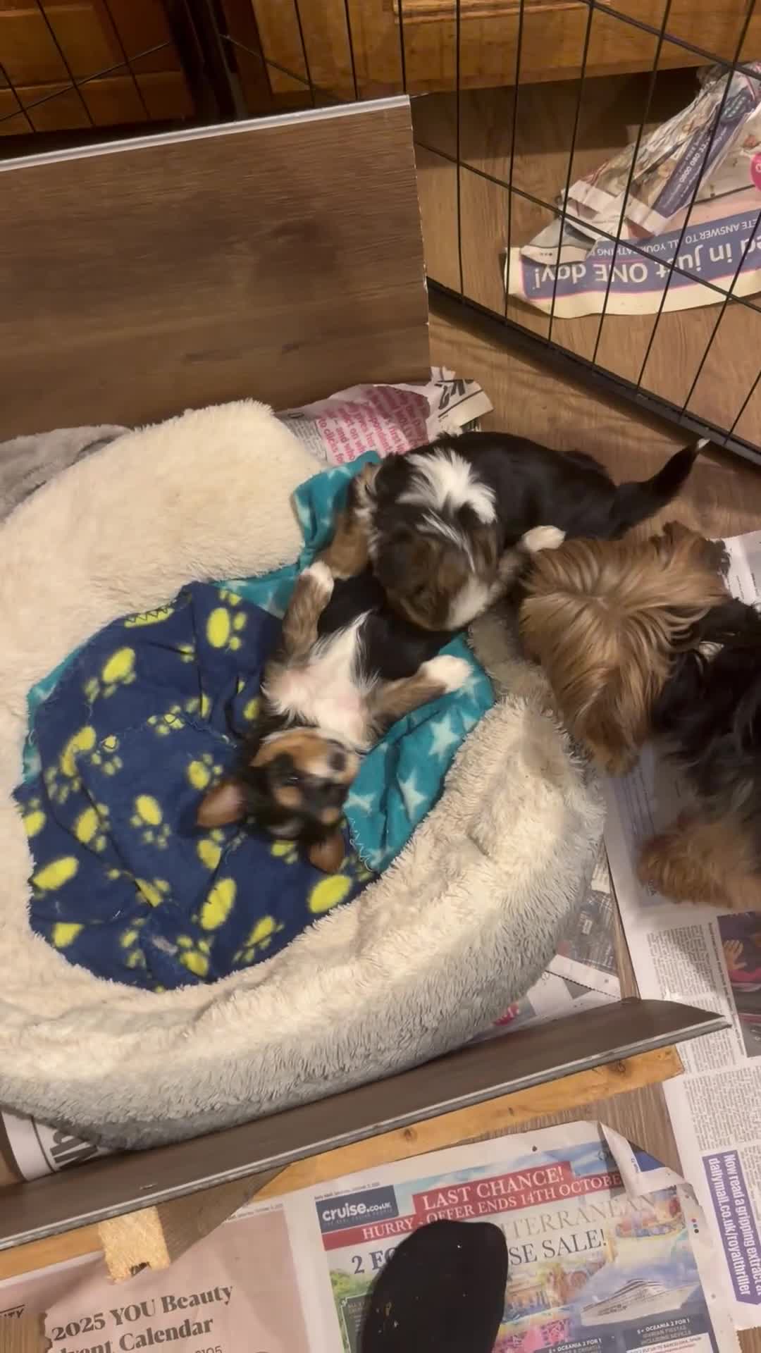 Mixed Breed dogs for sale: biewer x yorki puppies - Video 3