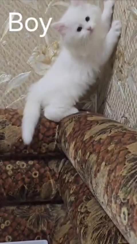 Mixed Breed cats for sale: 3 Kittens - Ragdoll Mix breed - White  - Video 1