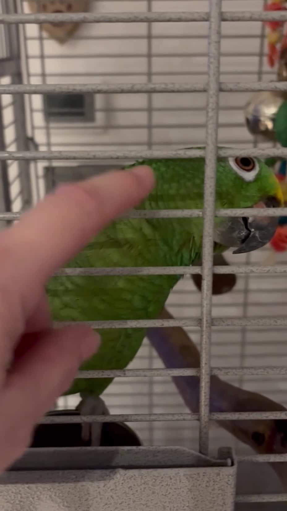 Parrots birds for sale: Yellow crown Amazon Alfie  - Video 1