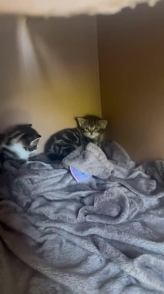 Mixed Breed cats for sale: Shorthair Tabby’s mixed breed in Solihull - Video 1