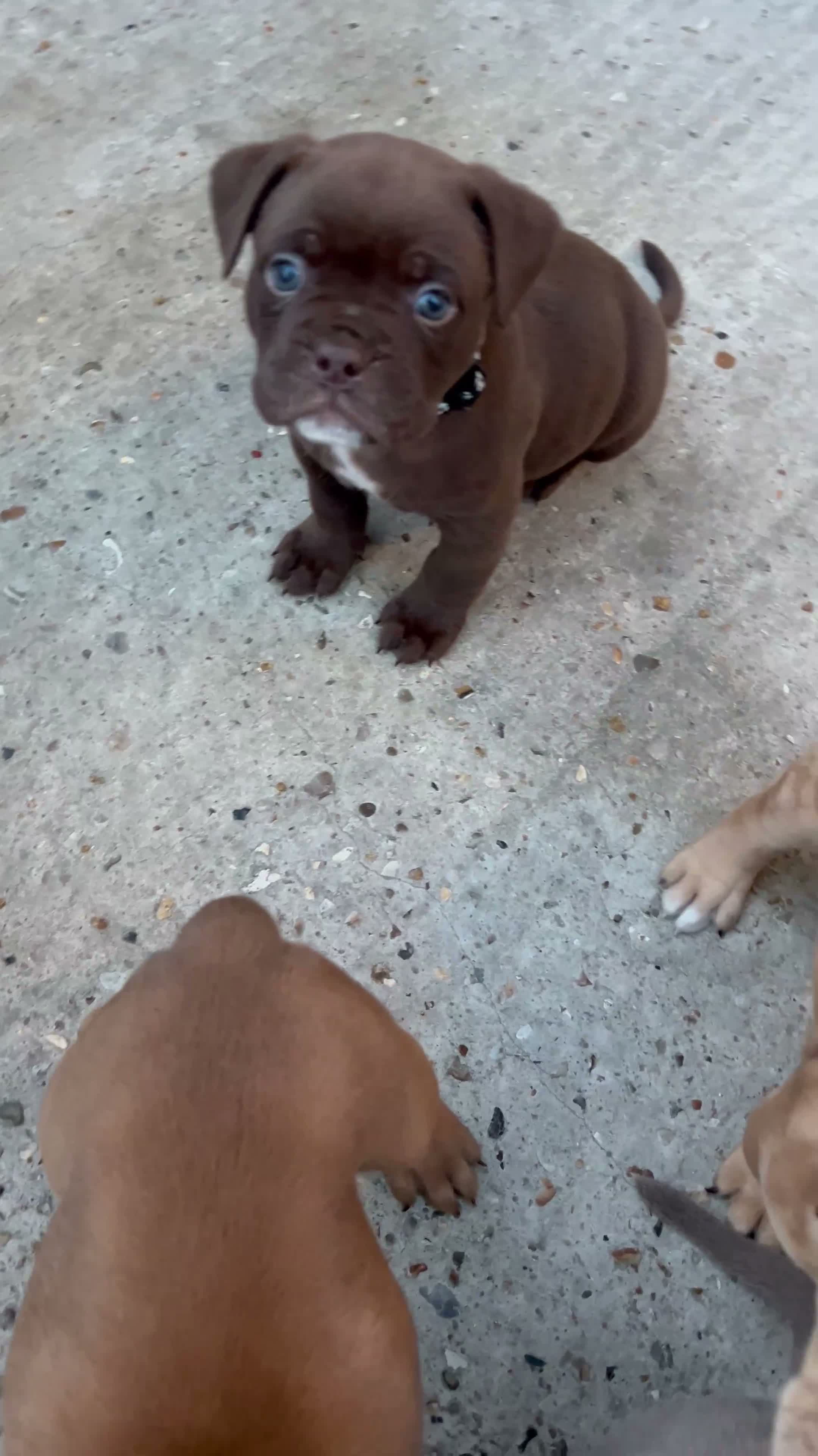Mixed Breed dogs for sale: OLDE STAFF ENGLISH BULLDOGGE - Video 3