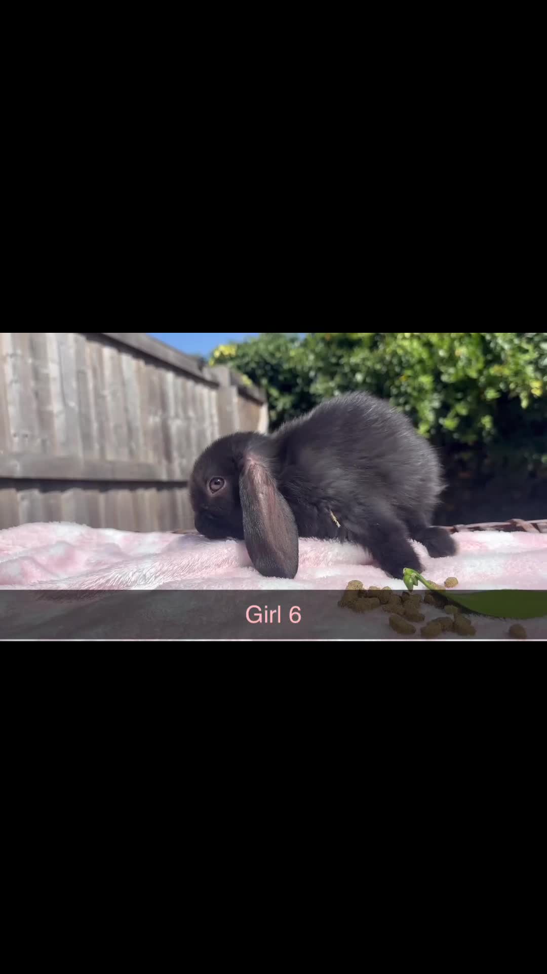 Mini Lop rabbits for sale:  8 Mini lop babies!! - Video 3