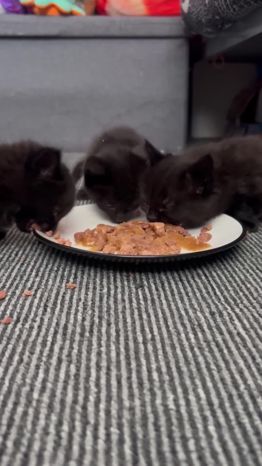 Domestic Shorthair cats for sale: Beautiful confident kittens - Video 1