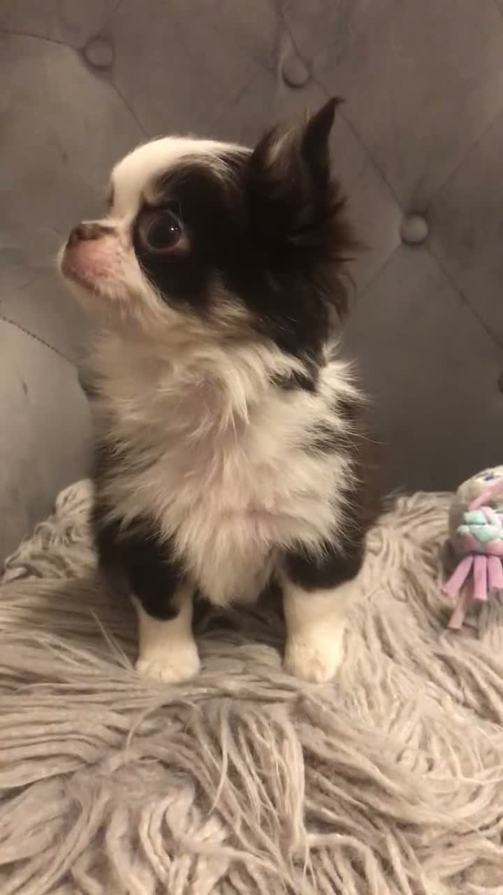 Chihuahua dogs for sale: Male chihuahua pup in Newton Aycliffe - Video 2