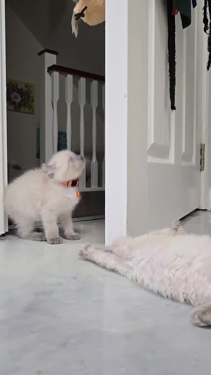 American Curl cats for sale: RARE, Unique, Affectionate American Curl Kittens!  - Video 3