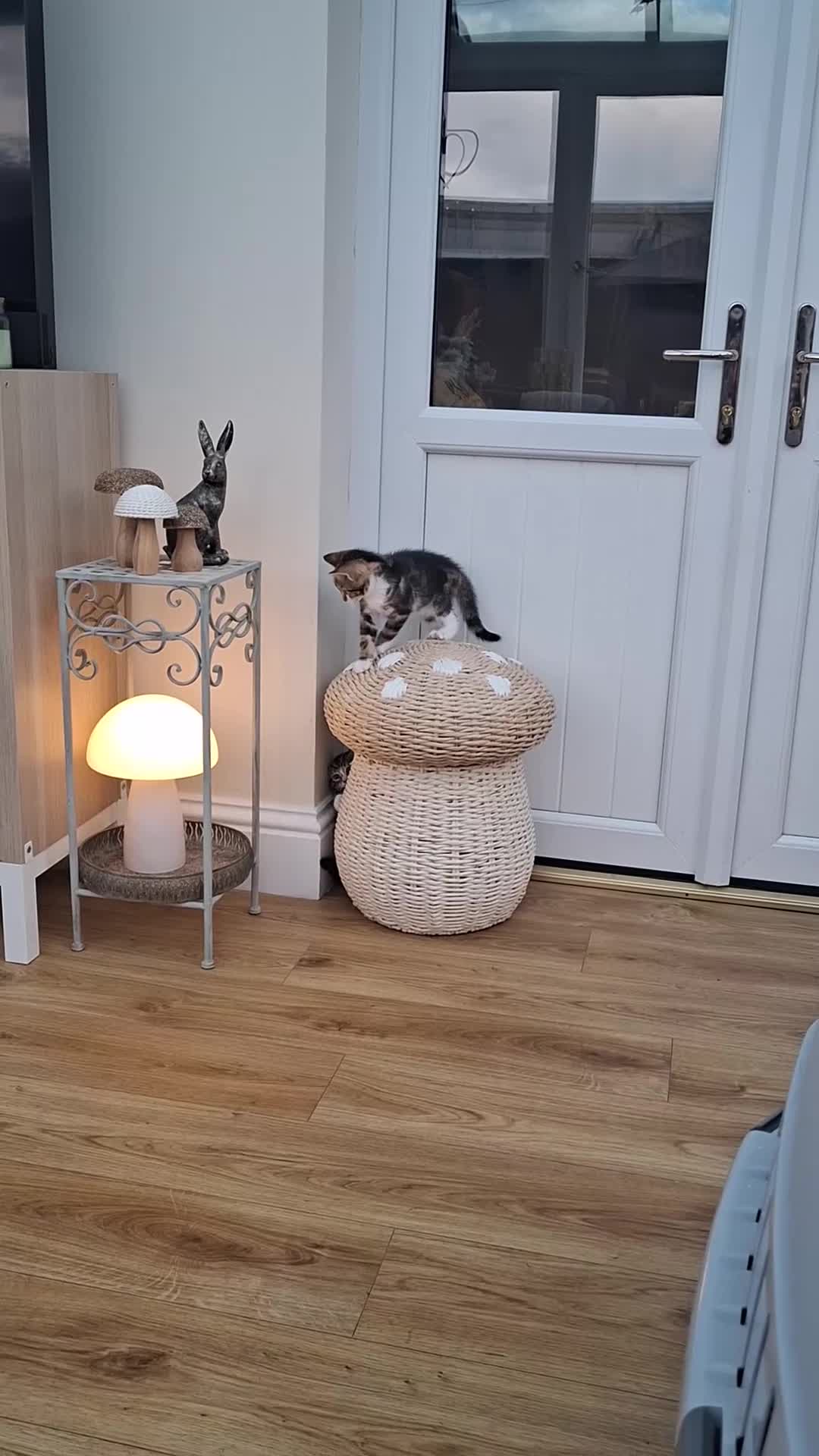 Mixed Breed cats for sale: Only one wee boy left  - Video 1
