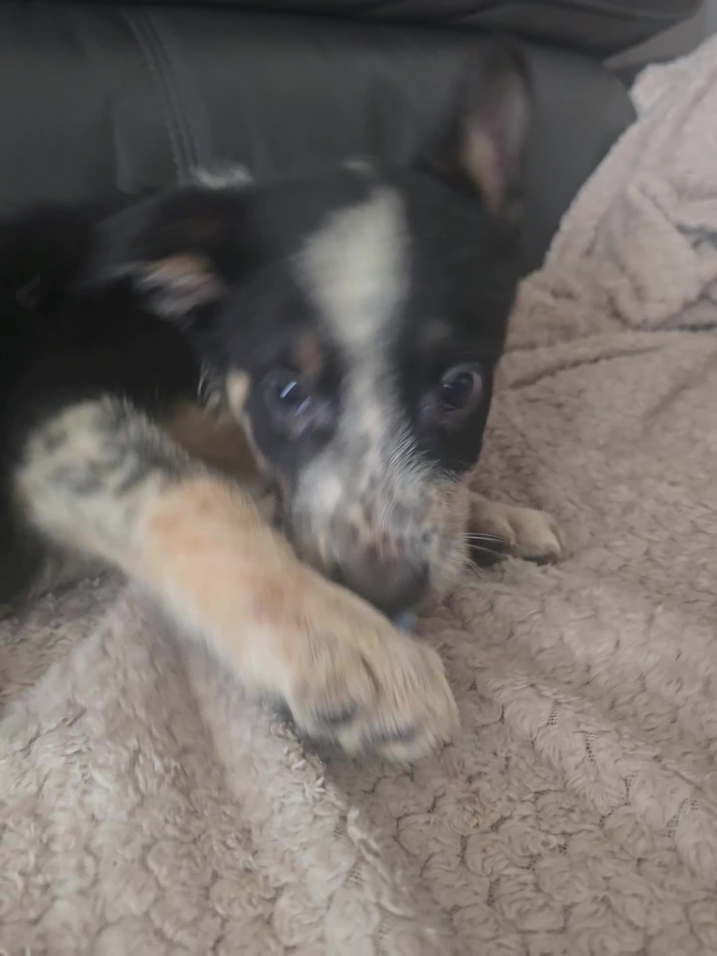 Border Collie dogs for sale: 2 x Male Border Collie Pups  - Video 1