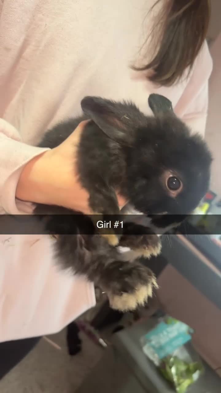 Mixed Breed rabbits for sale: 5 gorgeous baby bunnies up for sale  - Video 3