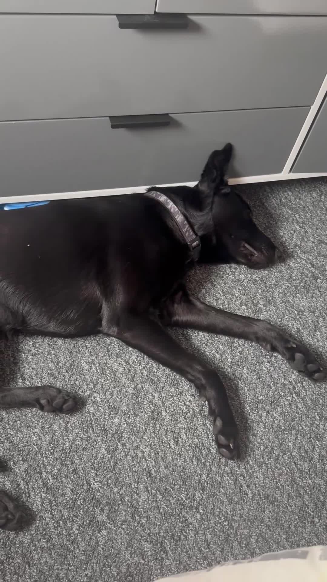 Belgian Shepherd Dog dogs for sale: Zeno  - Video 2