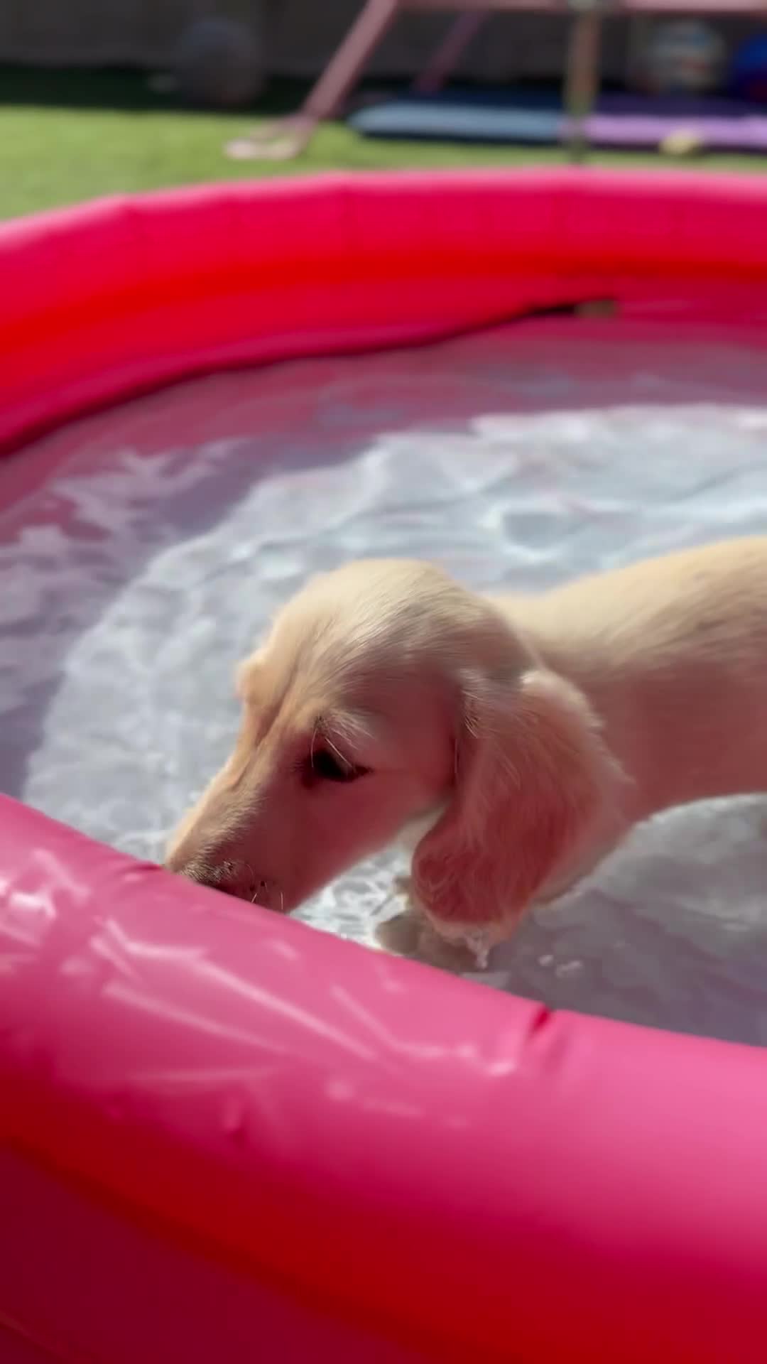 Miniature Dachshund dogs for sale: KC cream dachshunds  - Video 2
