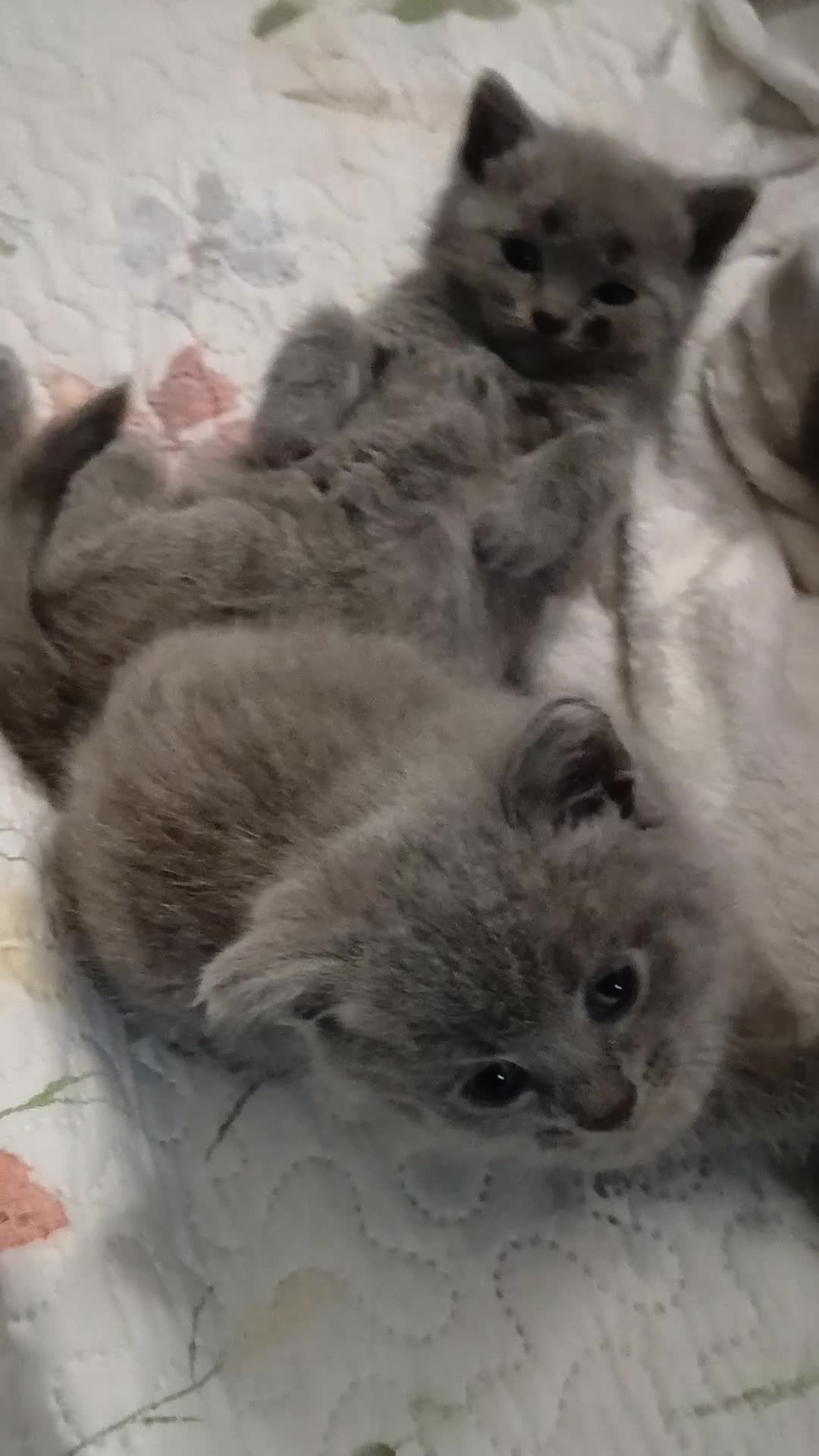 Mixed Breed cats for sale: Beautiful Grey Kittens for Sale  - Video 1