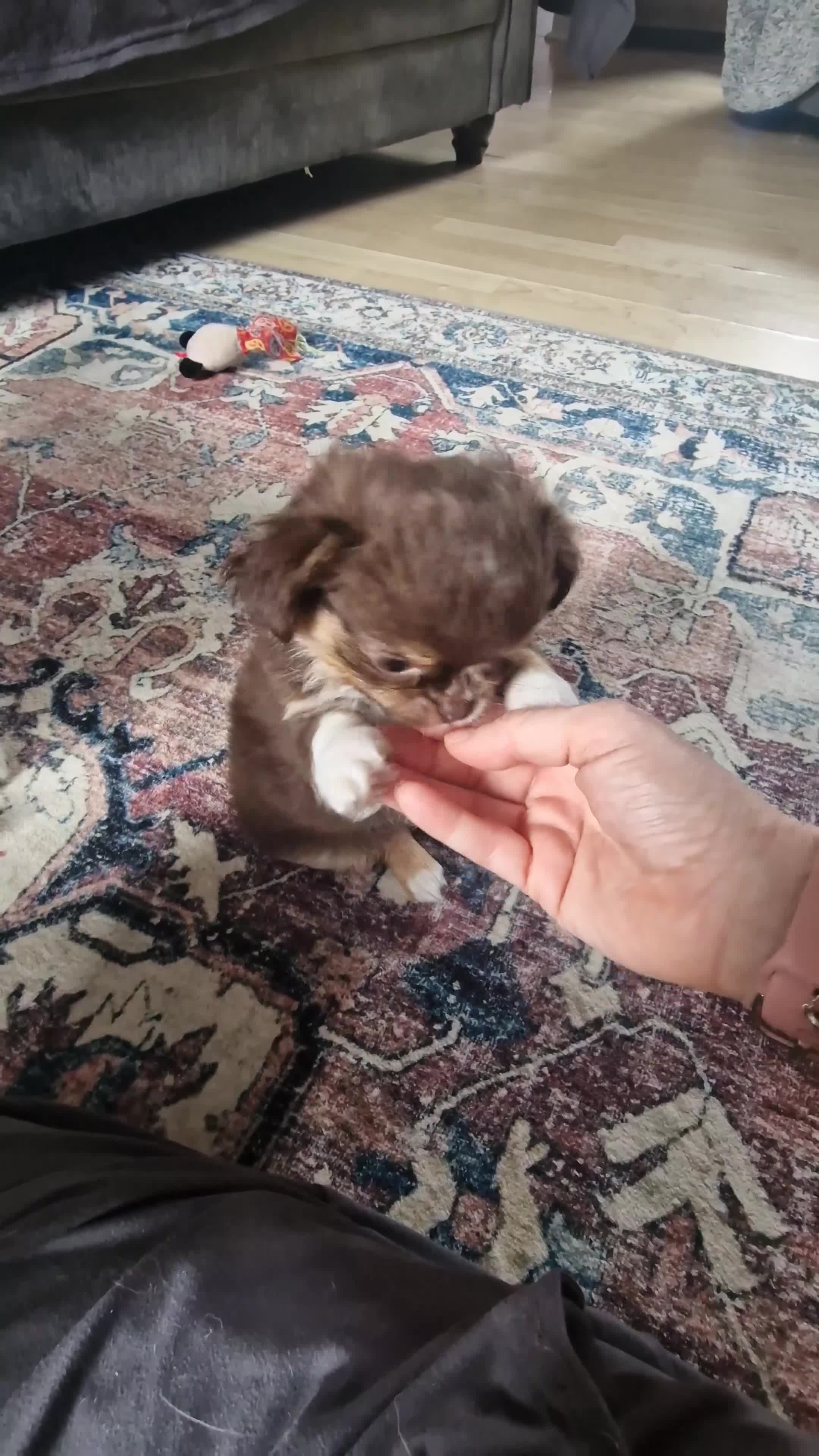 Chihuahua dogs for sale: 💪❤️VET CHECKED❤️💪READY 16th Sep💪❤️ KC CHI pups  - Video 1