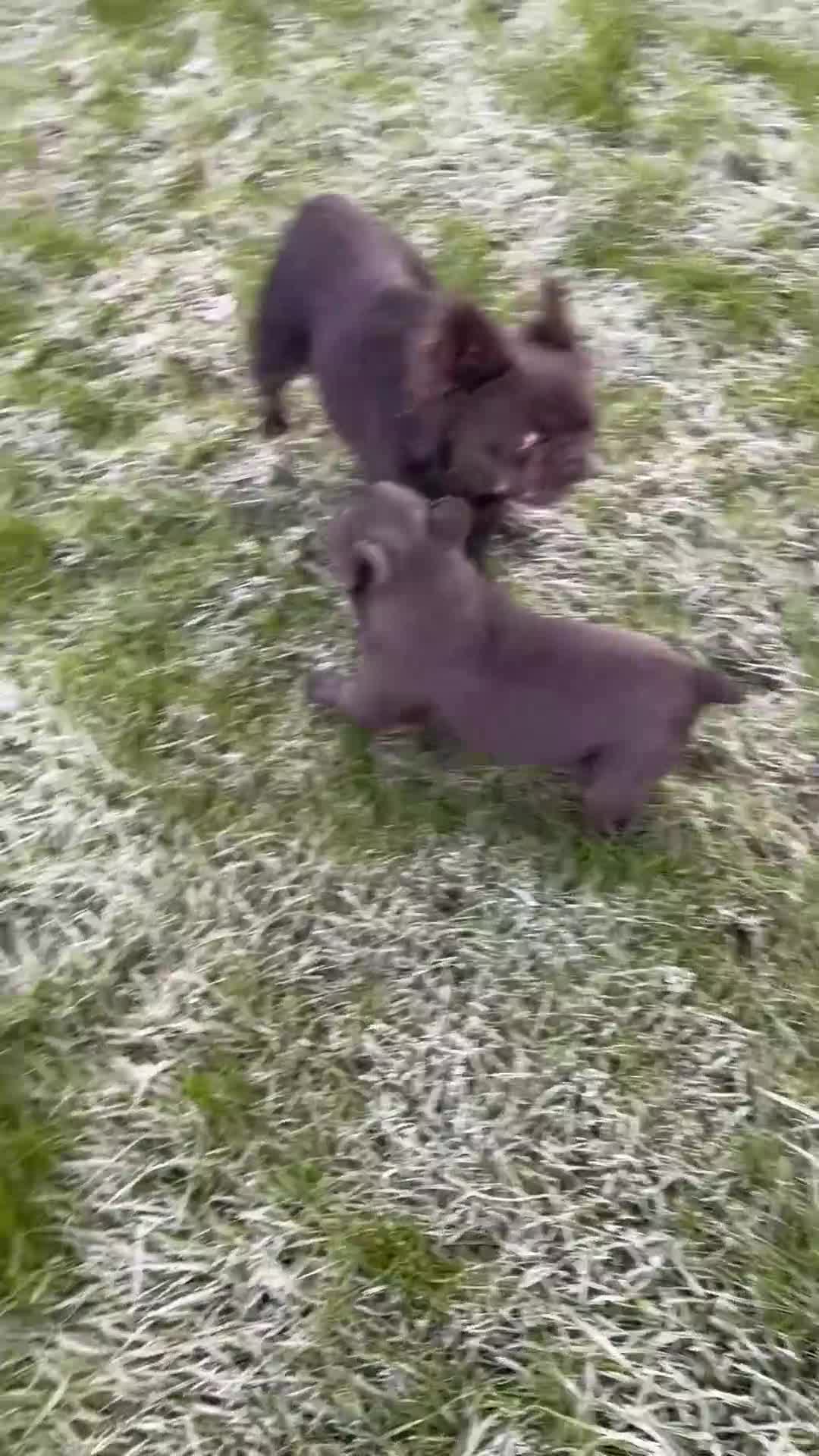 French Bulldog dogs for sale: French bulldog - Video 1