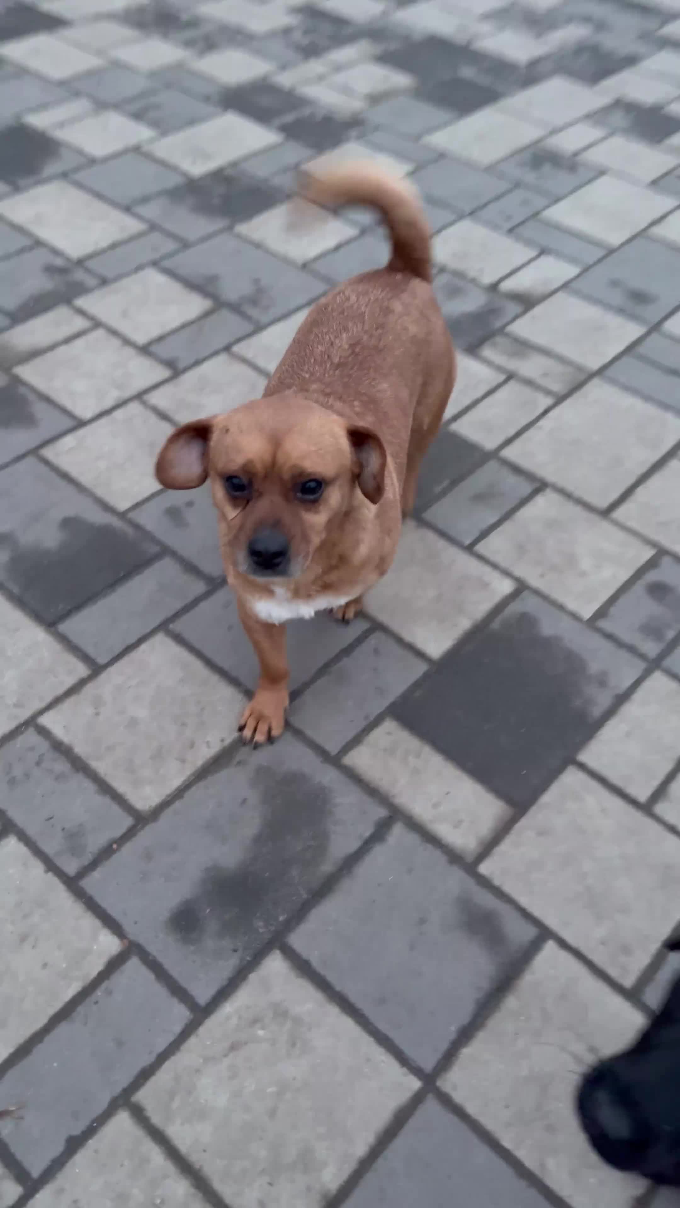 Mixed Breed dogs for adoption: Richie Looking For a Family  - Video 2