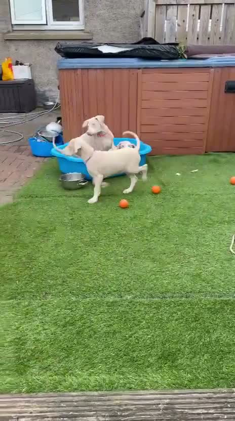 Dobermann dogs for sale: White Doberman  in Broxburn - Video 3