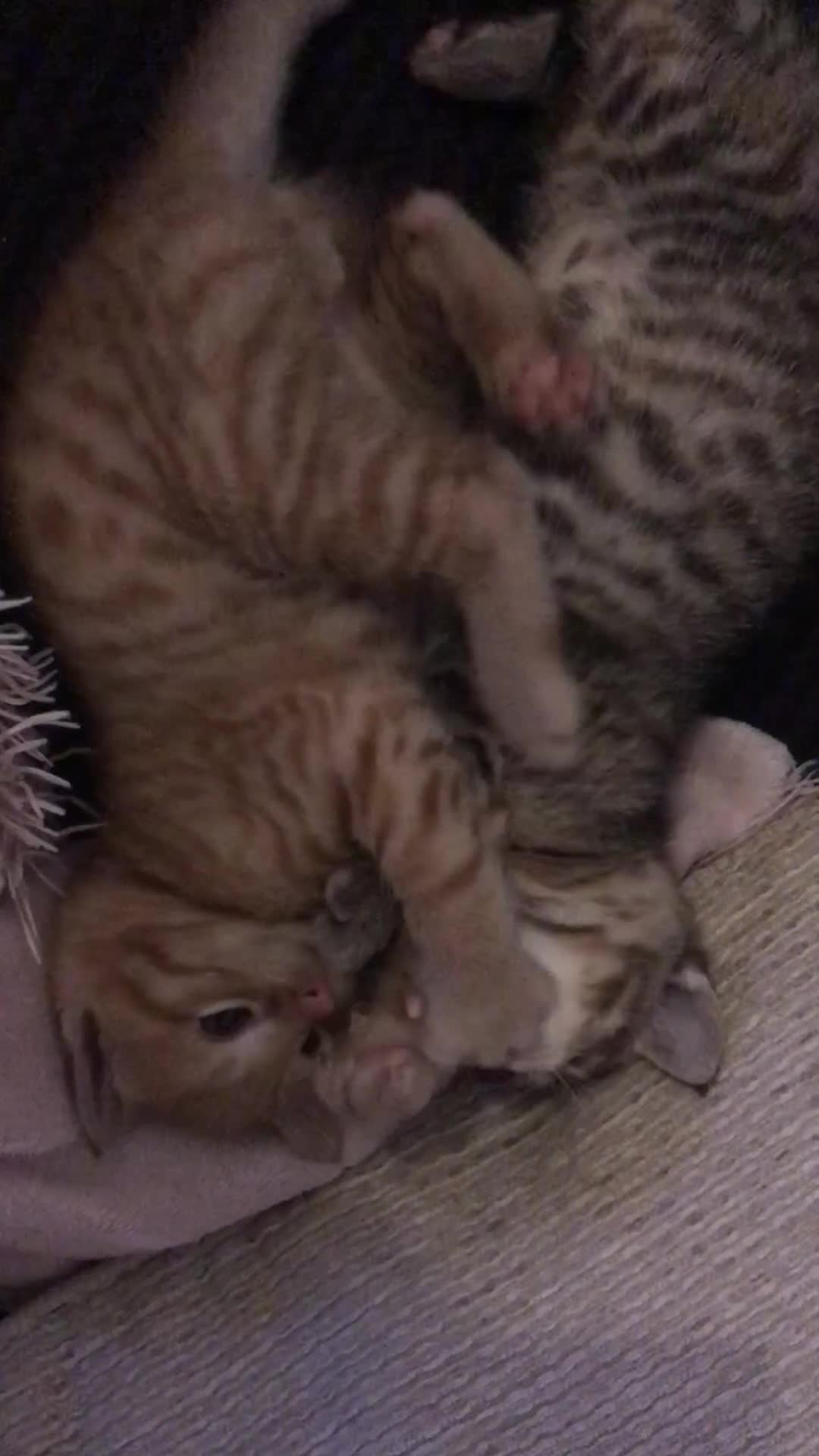Mixed Breed cats for sale: Kittens  - Video 2