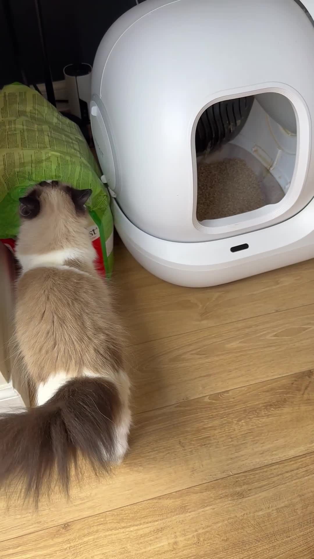 Ragdoll cats for sale: Miss Indie  - Video 4